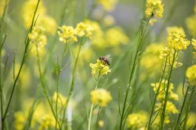 Bee on the flower