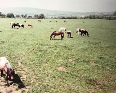 ARCHIVE IMAGE - Date Unknown - Ponies at Church Knowle Centre, Margaret Green Animal Rescue.jpg