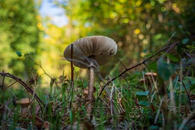 LeeTrail_37©LFT_AlfonsoSalgueiro.jpg