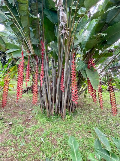 Cocodee Natural Farm & Garden photos 3.jpg