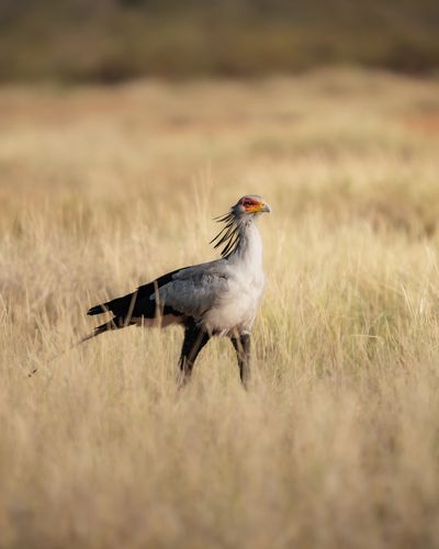 Sarara Wilderness_SecretaryBird.jpg