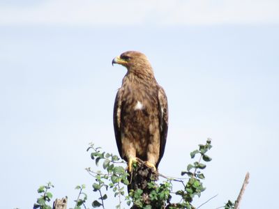 Tawny Eagle.JPG