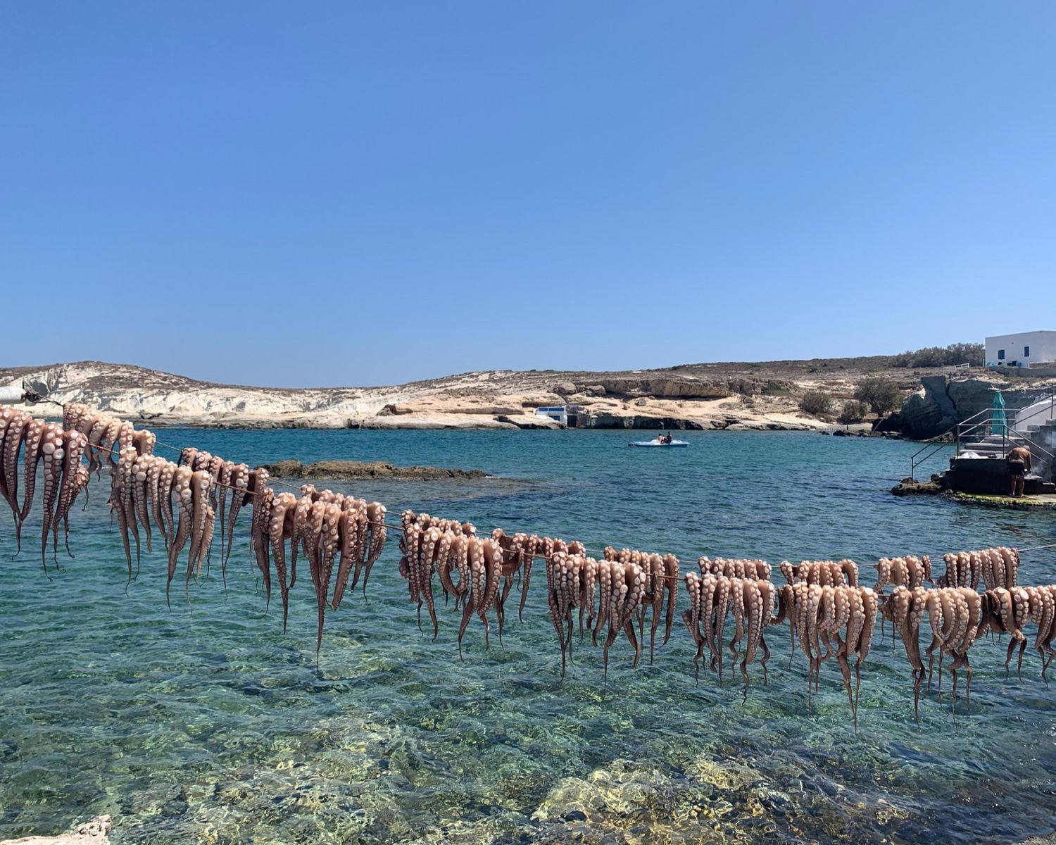Octopus in Greece