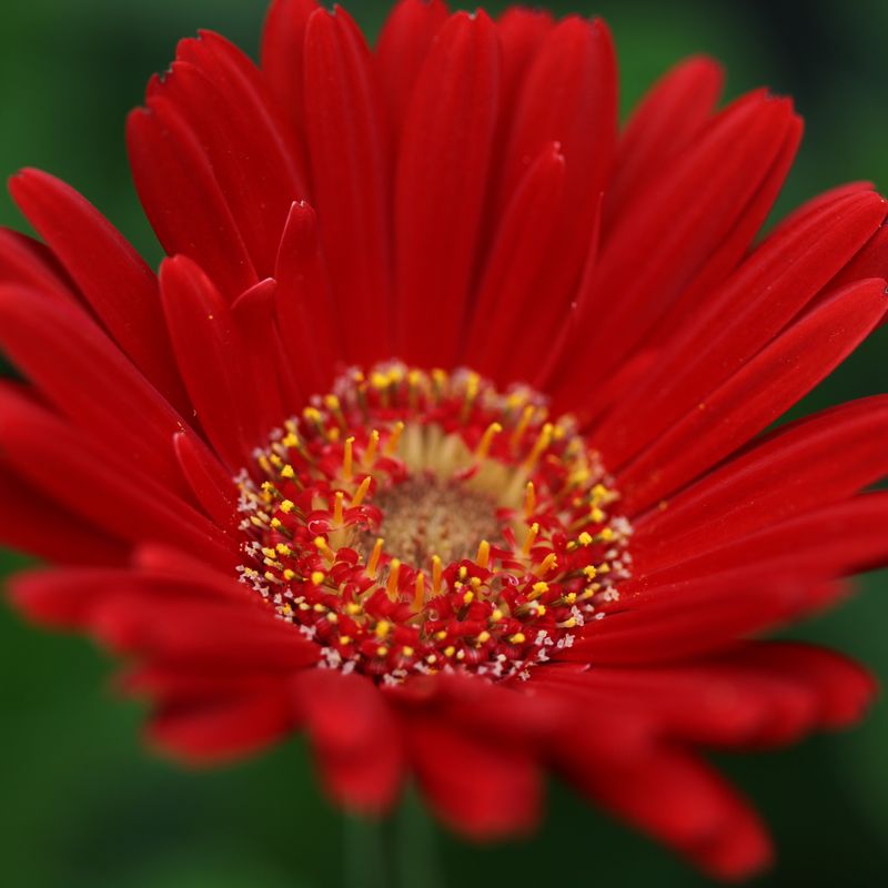 Gerbera Rachel 