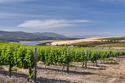 benguela-cove-vineyard-8.jpg