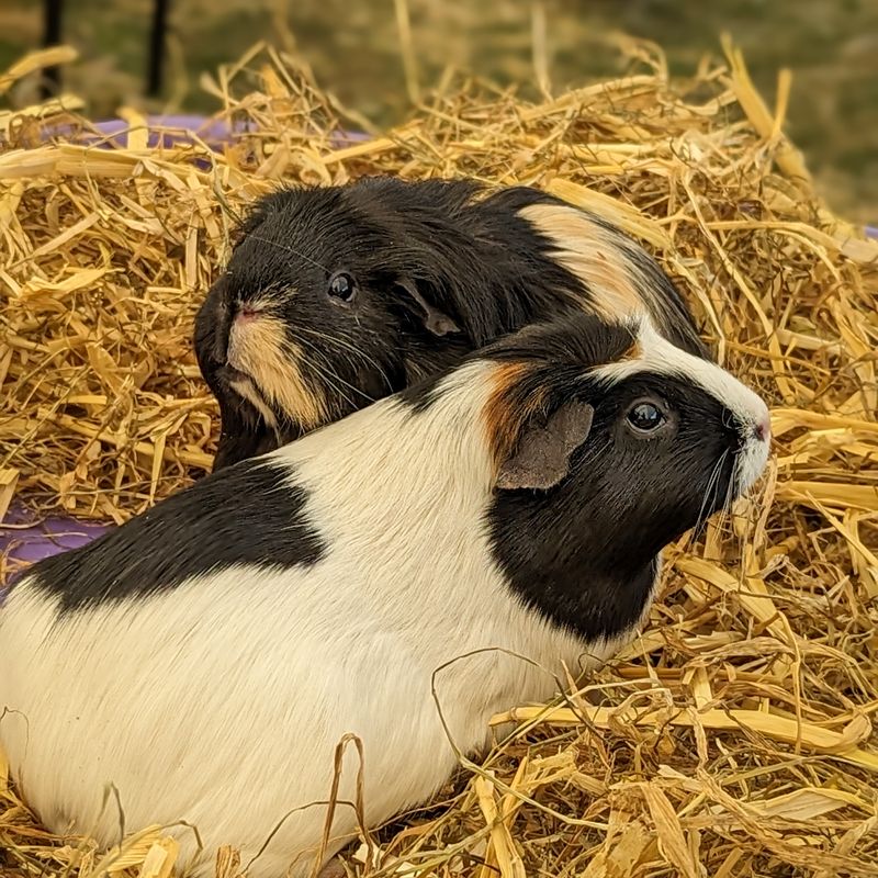 Some of the residents of the Lakeland Maze Farm Park, located in Sedgwick near Kendal, the Lake District.