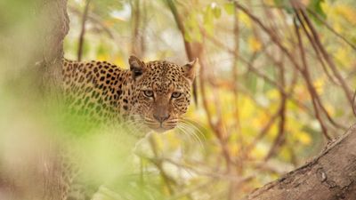 Young leopard, South Luangwa, Zambia