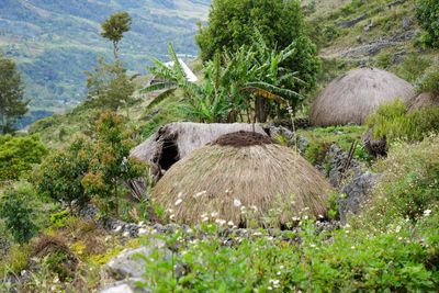 ED_Papua_New_Guinea0318.jpg