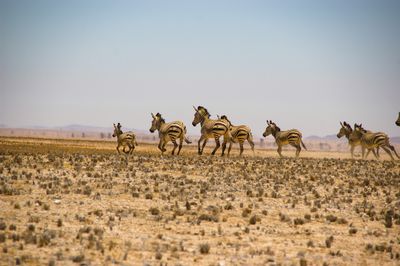 m_oros - Namibia.jpg