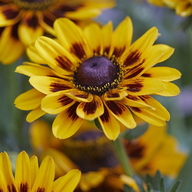 Rudbeckia Smiley Giggling