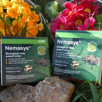 Nemasys Biological Vine Weevil Killer