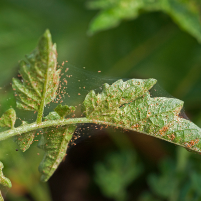 Red spider mite