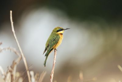 P_Asilia Lodges & Camps_Tanzania_Ruaha National Park_Jabali Private House_Wildlife_Bird.jpg