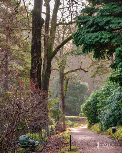 Winter pathway.JPG