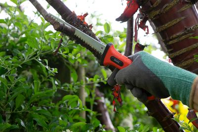 Pruning saw.jpg