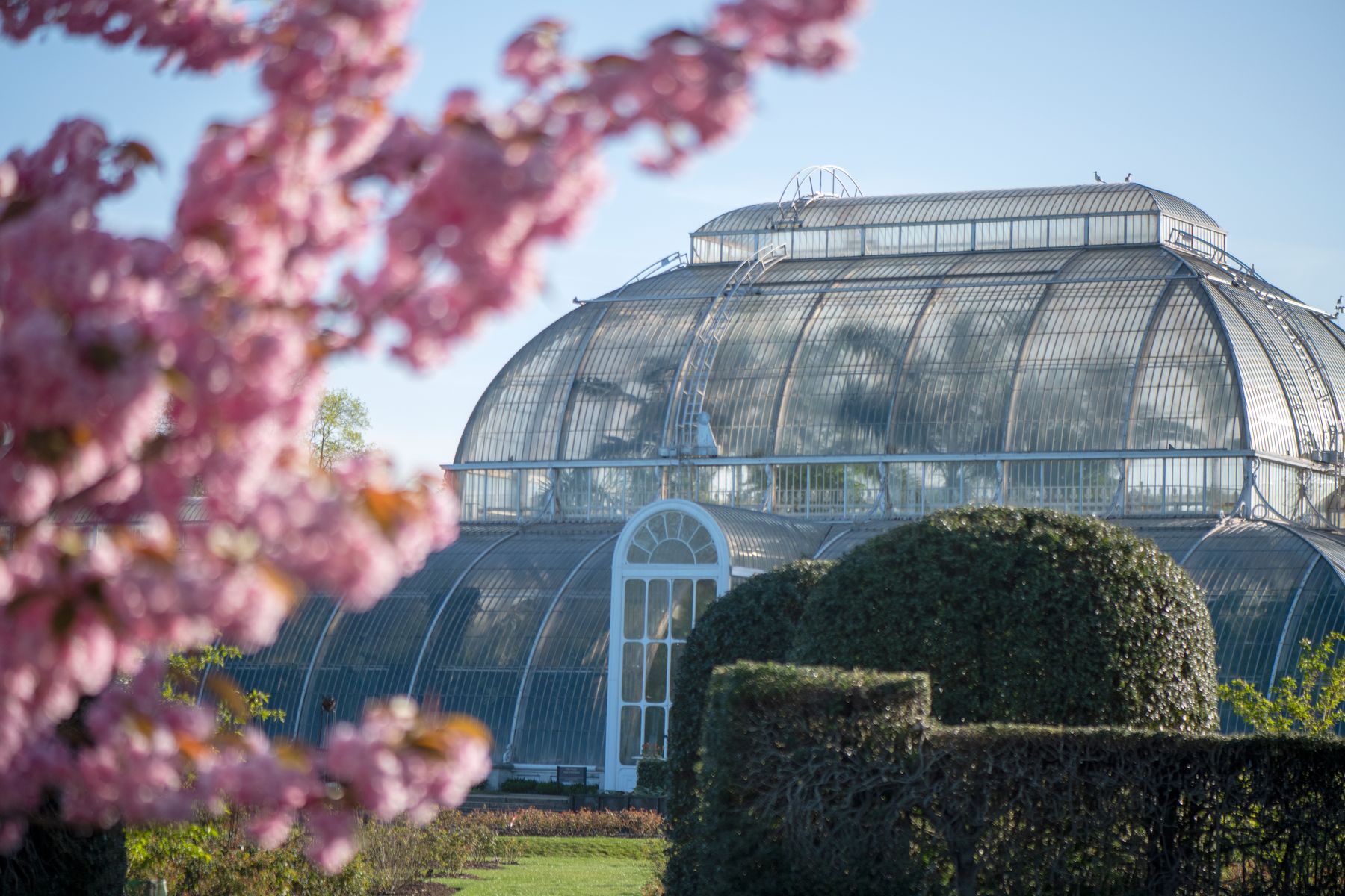 Palm House with cherry blossom - CREDIT - Jeff Eden © RBG Kew