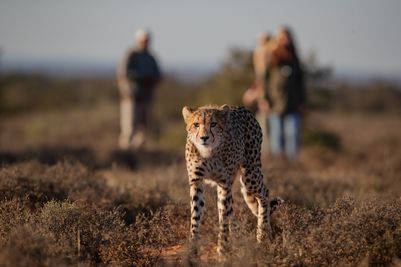 cheetah-tracking-on-foot-samara-karoo-black-bean-productions.jpg