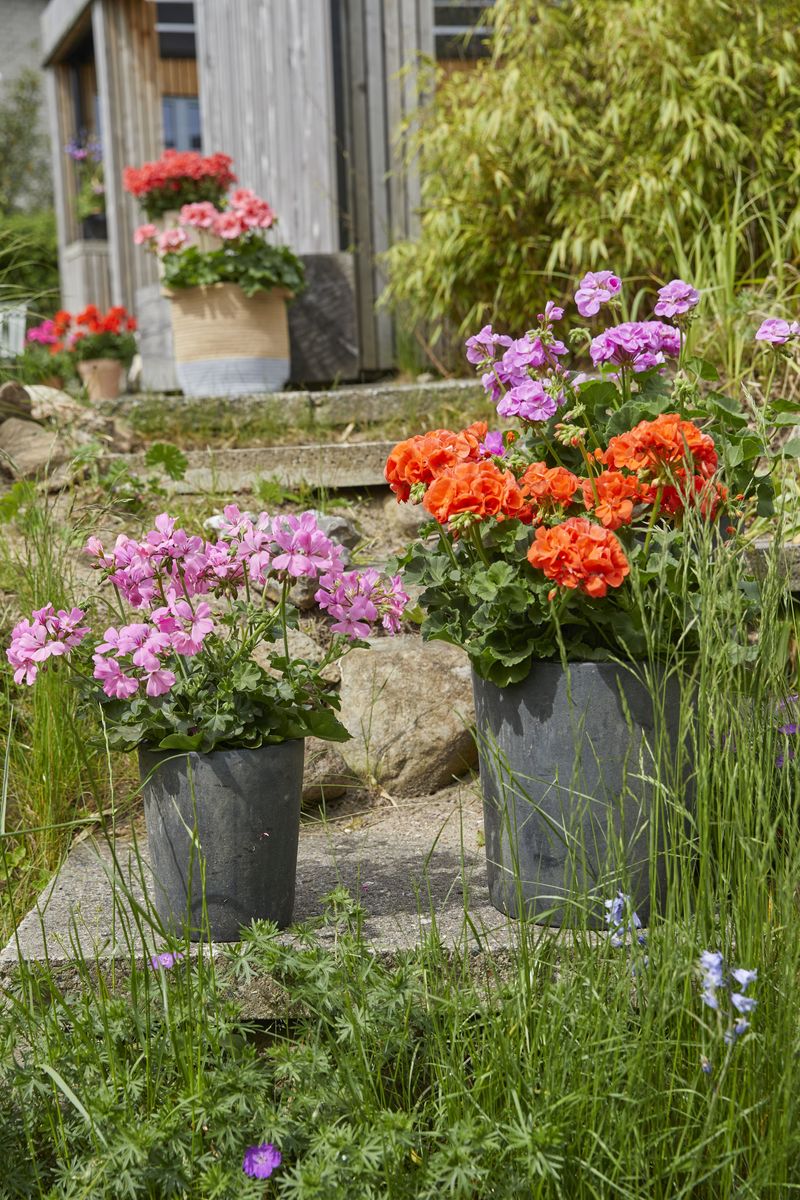 2022_Geraniums_3000_Summer_Vibrance_04.jpg