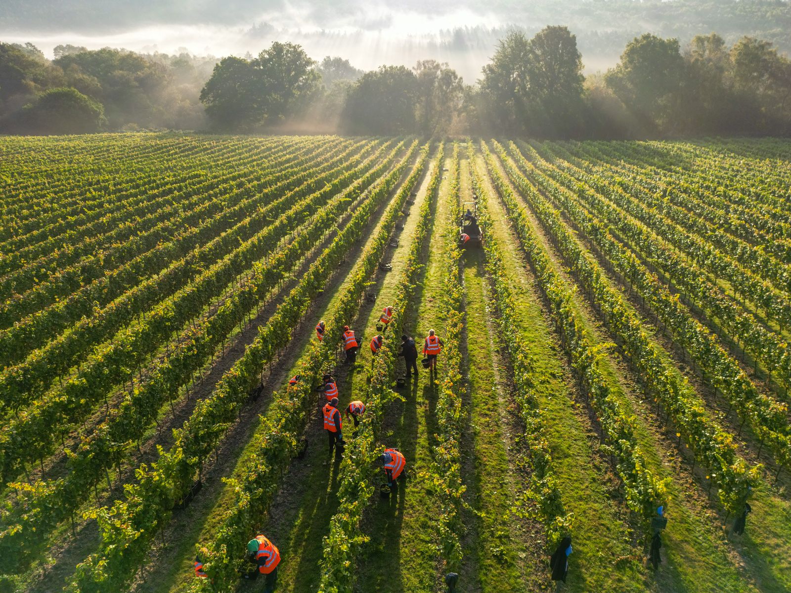 Mannings Harvest - Credit James Ratchford Photography-drone-4.jpg