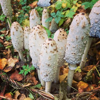 Shaggy Inkcaps.jpeg