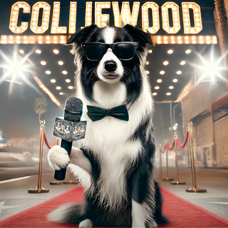 Scoop Dog, the Colliewood reporter on Dogcast - the first-ever podcast by dogs, created by Border Collie Trust GB and Superstar Pets