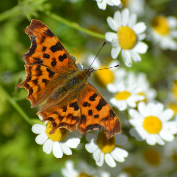 Wildlife at Ladram Bay Holiday Park (credit - Noah Harper-Smith).JPG