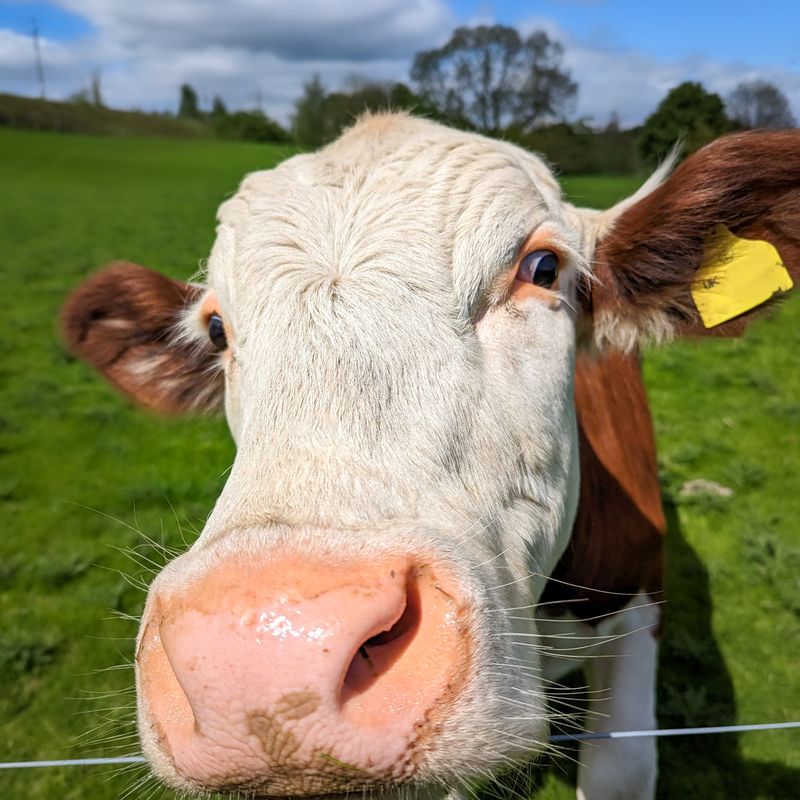 Cow at the Lakeland Maze Farm Park in Sedgwick, near Kendal, in the Lake District