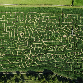 2023 maize maze at the Lakeland Maze Farm Park in Sedgwick near Kendal, Cumbria, showing a steam train cut into the tall maize crop.