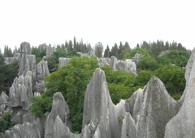 Stone Forest (6).jpg