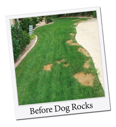 Lawn before Dog Rocks.jpg