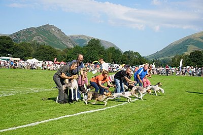 Grasmere Lakeland Sports and Show Hounds Compete in Competition