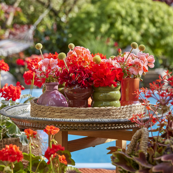 2024_Geraniums_4000_Exotic_Garden_Getaway_20 (1).jpg