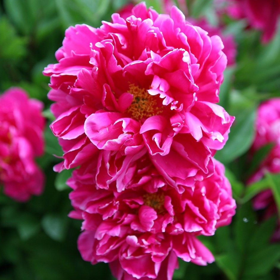 Paeonia Karl Rosenfield