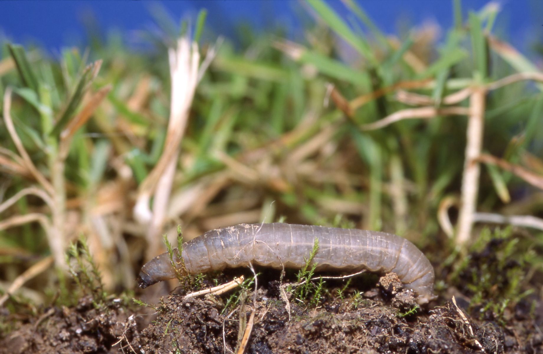 Leatherjacket grub