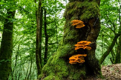 Lee-Trail-Day-1-JDJ23-©Jochem-de-Jong.jpg