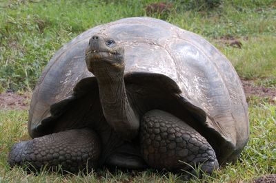 Galapagos - Locations, Flora & Fauna (69).JPG