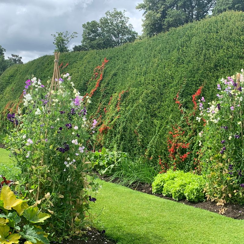 Part of the gardens at Levens Hall and Gardens, Cumbria