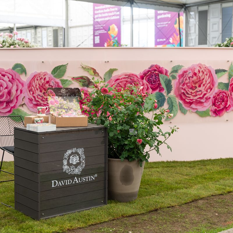 David Austin Roses - RHS Chelsea Flower Show 2024