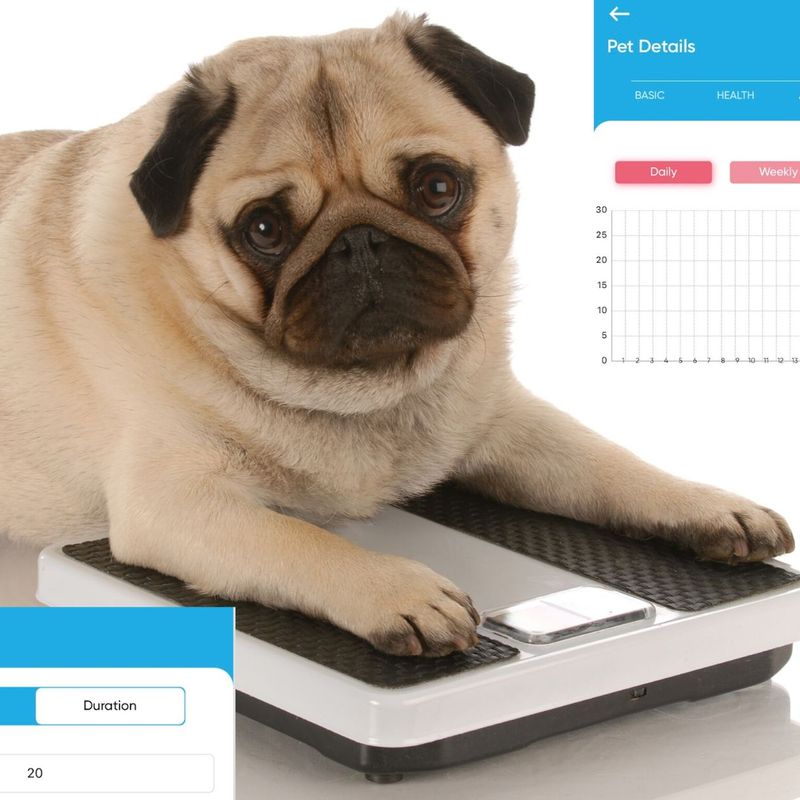 PetPanion Activity Tracker screenshots with obese pug
