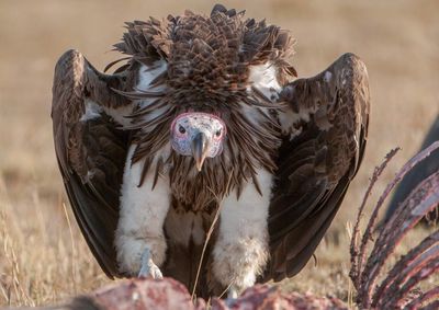 Lappet faced vulture (1).jpg