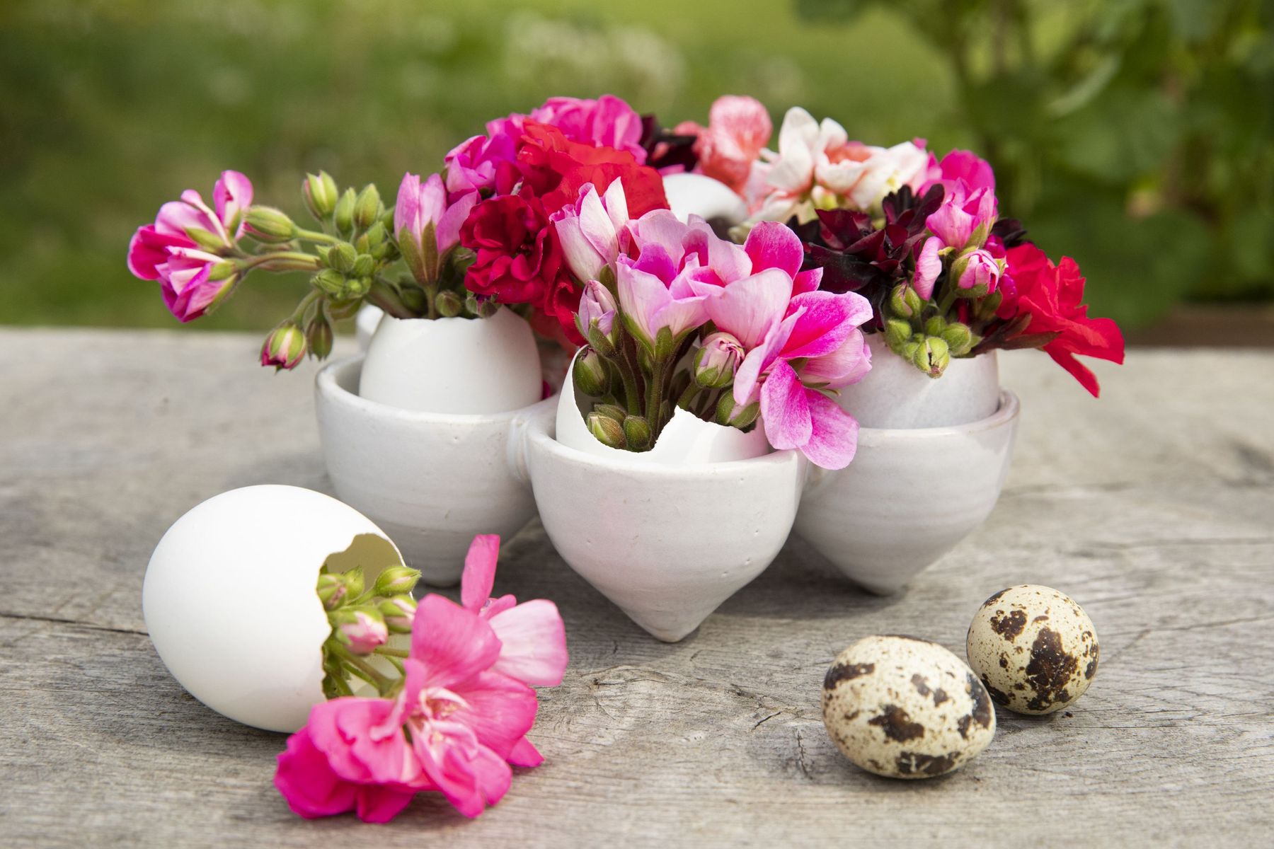 2023_Geraniums_4000_Warm_Country_Chic_32.jpg