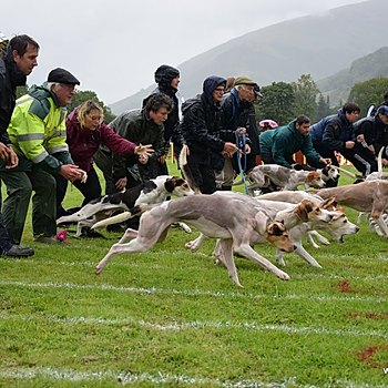 Start of a hound trail race at Grasmere Sports and Lakeland Show