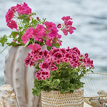 2023_Geraniums_2000_Coastal_Peace_Garden_23 (1).jpg