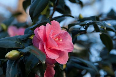 Camelias at Kew Gardens