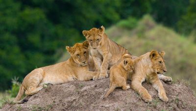 lionswildlifeTanzaniadreamstimel79106577 (2).jpg