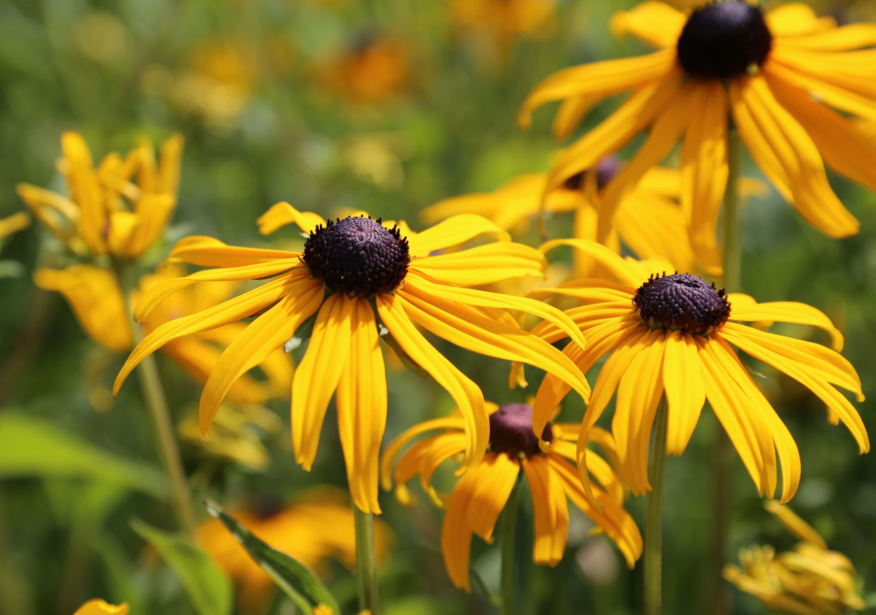 Rudbeckia 'Goldstrurm'