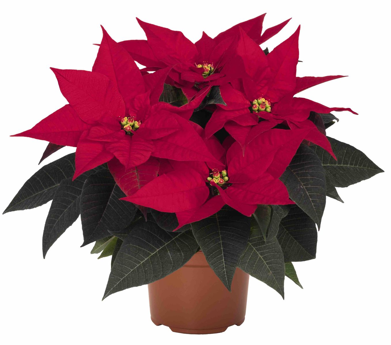 Poinsettia Freya.jpg