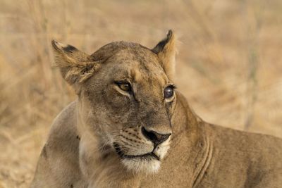 P_Asilia Lodges & Camps_Tanzania_Ruaha National Park_Jabali Private House_Wildlife_ Lioness.jpg