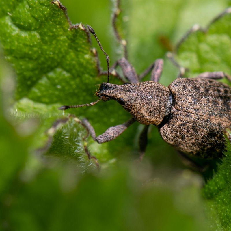 Vine weevil