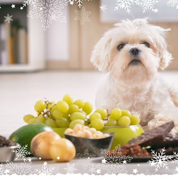 Dog with some of the foods that are toxic to our canine pals.